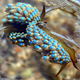 Illustration for article titled Striking Photographs Of Sea Slugs Expose The Alien World Under the Sea